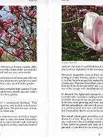 Magnolia 8 og 9