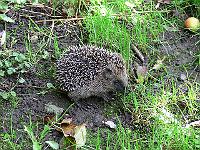 26-09-2007_12-15-37_20