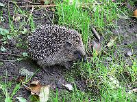 fauna