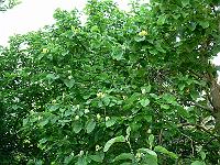2009-06-02_05-32-25_0137