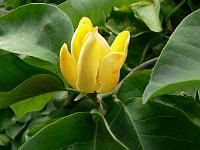 magnolia-acuminata-subcordata