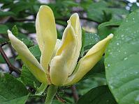 magnolia-subcordata