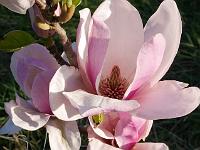 magnolia_advance
