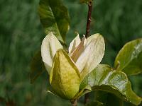 magnolia_ambrosia