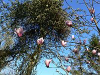 2009-04-21_07-26-48_0062
