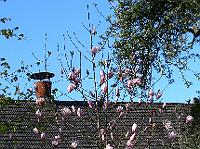 2010-05-04_07-17-51_0041