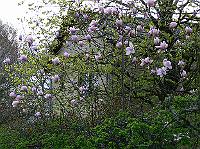 2010-05-06_08-01-43_0050
