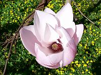 magnolia_ann-rosse-seedling