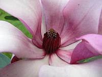 magnolia_apollo