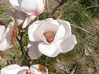 magnolia_athene