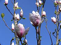 2009-04-20_15-08-24_0006