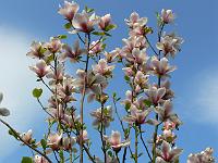 magnolia_big-dude_seedling