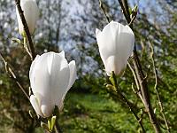 magnolia_biondii