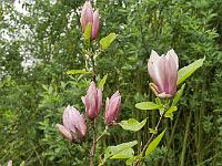 magnolia_burgundy_spire