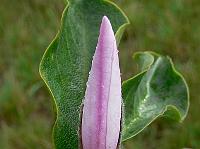 2008-08-29_06-49-59_0035