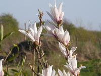 magnolia_chameleon_-_syn._magnolia_chang_hua