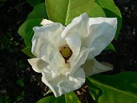 magnolia-charles-coates