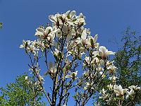 2011-04-29_13-50-23_0040