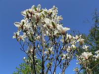 2011-04-29_13-50-32_0045