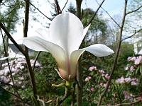 magnolia-cylindrica