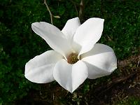 magnolia_cylindrica