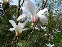 magnoliacylindrica