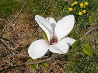 magnolia_cylindrica_b