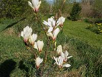 magnolia_cylindrica_lv_xing