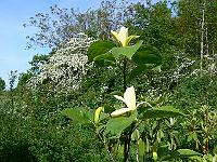 2009-05-21_08-49-09_0007
