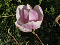 magnolia_darrell_dean