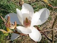 magnolia_david_clulow