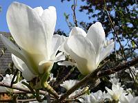 magnolia_denudata_-_hillier