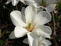 magnoliadenudata