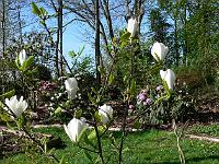 magnolia-elisa-odenwald
