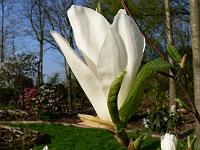 magnolia_elisa_odenwald