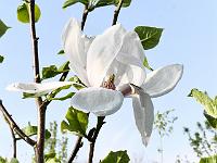 magnolia_felicity