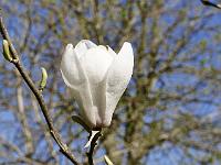 magnolia_forrest's_pink_seedling