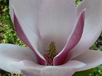 magnolia-dan-xin