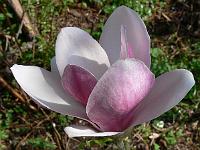 magnolia_fragrant_cloud