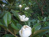 16-08-05canon_035