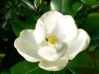 magnolia-freeman