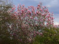 2010-05-11_18-25-27_0042