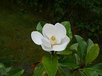 magnolia_grandiflora__brackens_brown_beauty