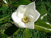 magnolia_grandiflora_kay_parris