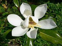 magnolia_kay_parris