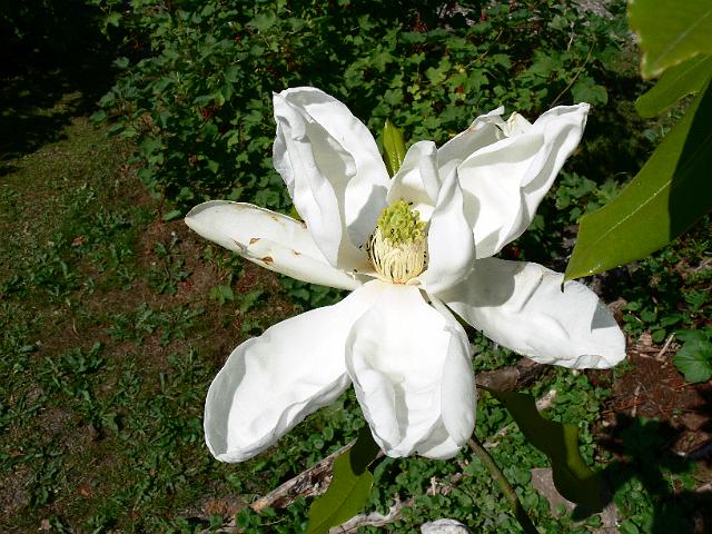 magnolia-monland