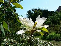 magnolia-grandiflora-monland
