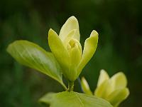 magnolia_green_bee