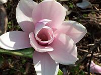magnolia-heaven-scent