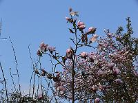 2009-04-16_08-17-33_0069